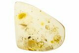 Polished Colombian Copal ( g) - Contains Flies! #304265-1